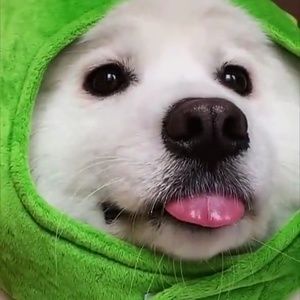 Meet your Posher, Your child's